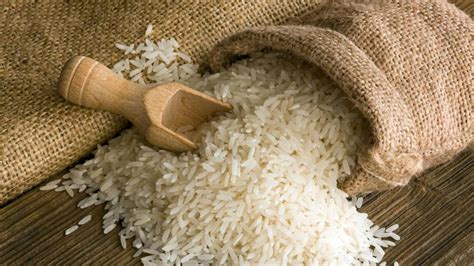 Rice is the most easily digested starch, and little undigested rice starch reaches the colon and the colonic bacteria. This GMO rice tackles global warming by emitting 100 times ...