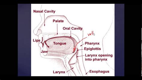 Ear Nose Throat Anatomy