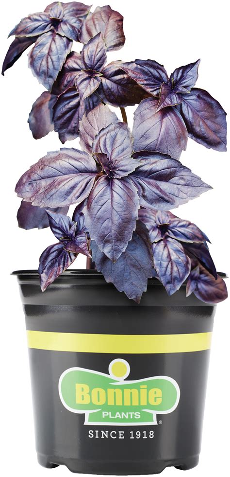 Bonnie Plants Purple Basil Live Plant Licorice Taste 1 Gal