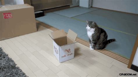 Sboommaru Loves This Box Video Tumblr Pics