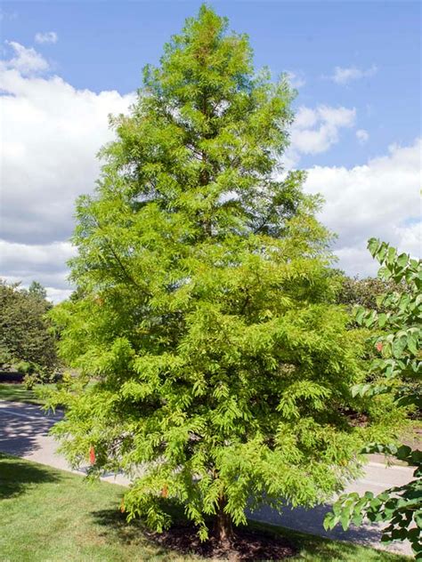 Bald Cypress Taxodium Distichum Great Plains Nursery