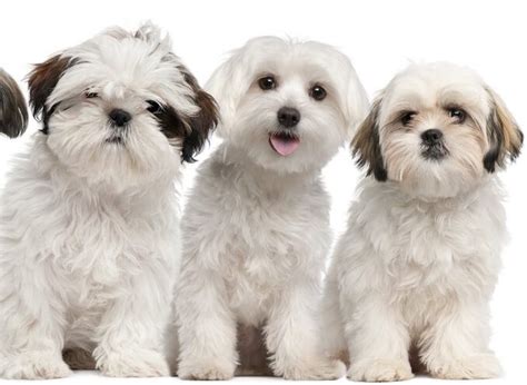 Shih Tzu Maltese Mix Puppies