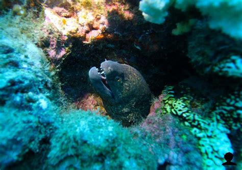 Undulated Moray Eel An Undulated Moray Eel Gymnothorax Undulatus