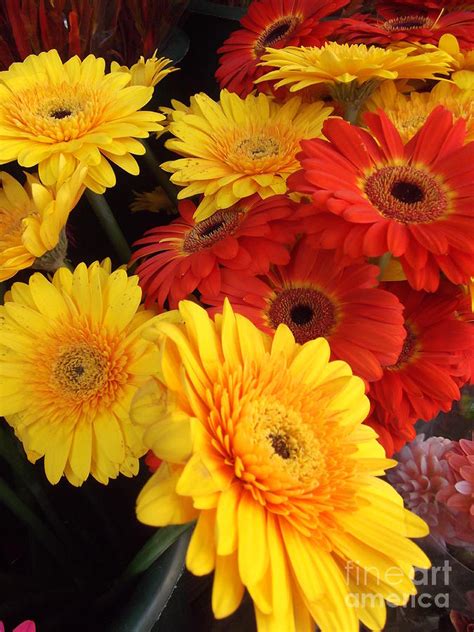 Red And Yellow Flowers Gerbera Daisies Photograph By Miriam Danar