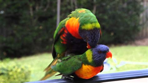 Two Wild Rainbow Lorikeets Having Sex Mating With Each Free Nude Porn