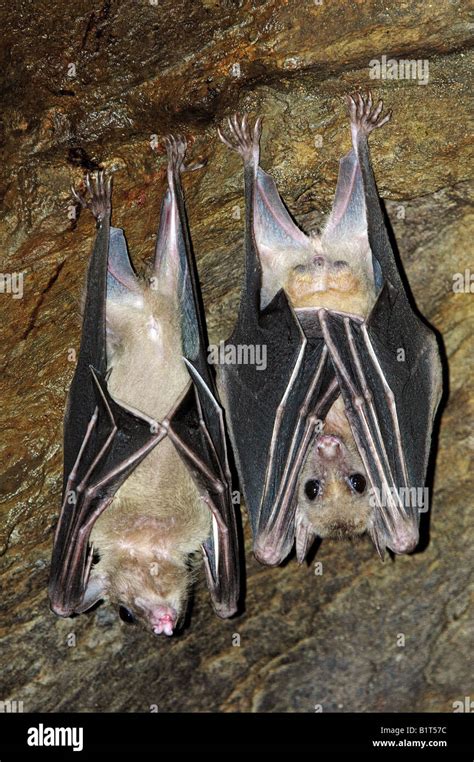 Two Egyptian Fruit Bats Hanging Rousettus Aegyptiacus Stock Photo