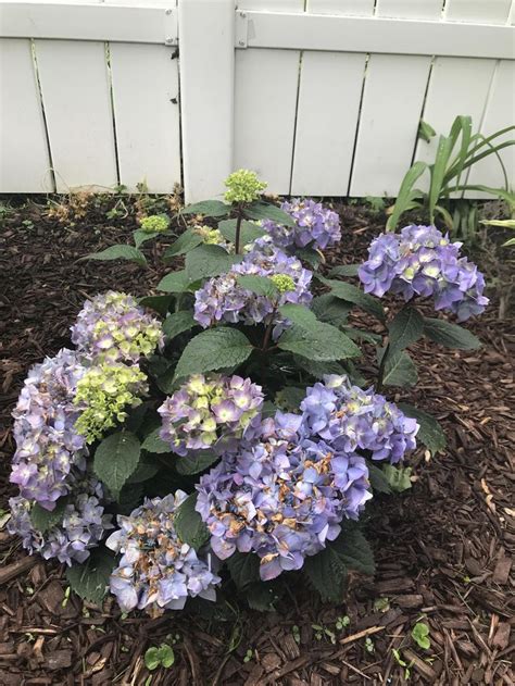 We did not find results for: Why are my hydrangeas turning brown? #gardening #garden # ...