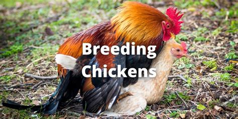 Breeding Chickens 11 Best Tips And Step By Step Guide • Chickenjournal