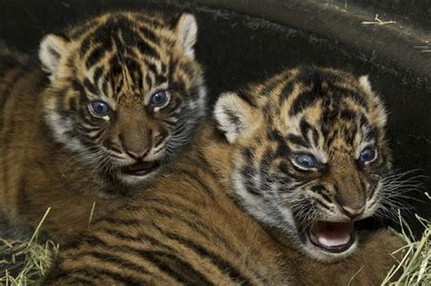 Twin Sumatran Tiger Cubs For San Diego Zoo Safari Park Zooborns