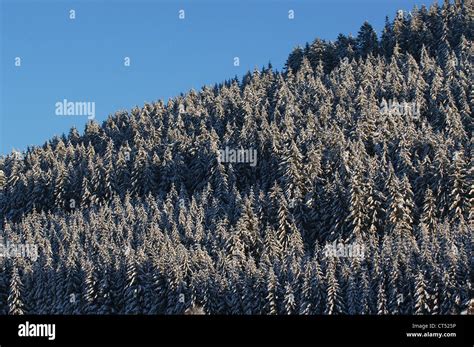 Winter Landscape In The Southern Black Forest Stock Photo Alamy