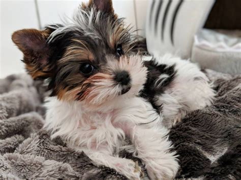 Parti Yorkie Puppies Everything You Should Know