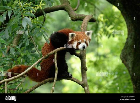Lesser Panda Red Panda Ailurus Fulgens Climbing In A Tree Stock