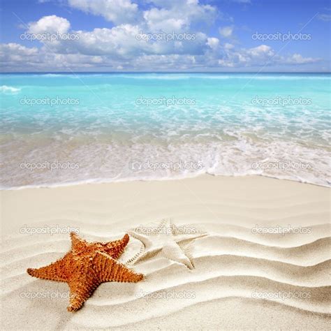 Starfish And Seashells On The Tropical Paradise Beach Caribbean