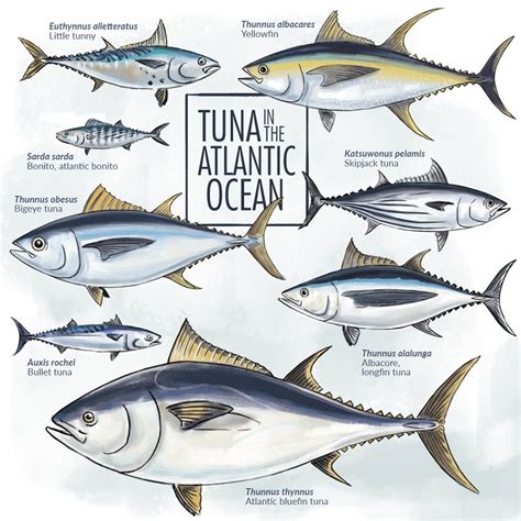 What Kinds Of Tunas Are There In The Atlantic Ocean Planet Tuna