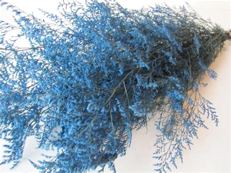Preserved Dried Caspia Dyed Light Blue Preserved Misty Preserved