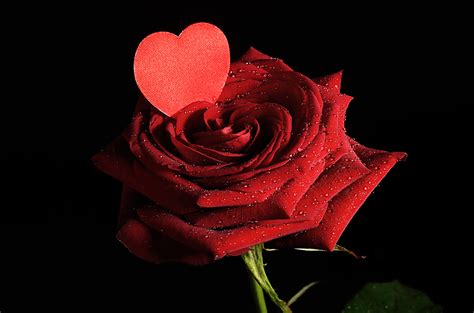 Desktop Wallpapers Valentine's Day Heart Red Roses Drops ...