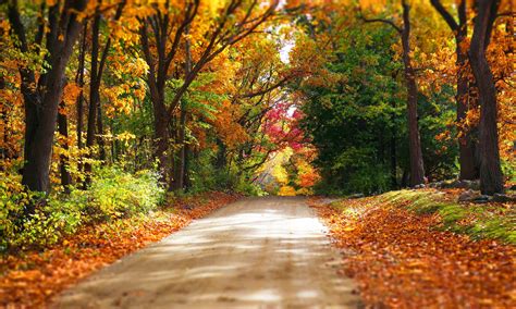 Colorful Forest Road Trees Autumn Park Path Nature Leaves Wallpaper