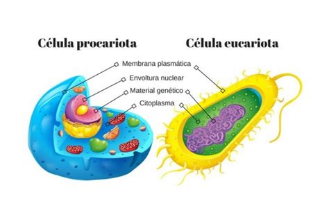 Quais As Diferenças Entre Células Procariotas E Eucariotas Brasileduca