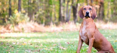 Redbone Coonhound Adoption Redbone Coonhound Puppies For Sale And