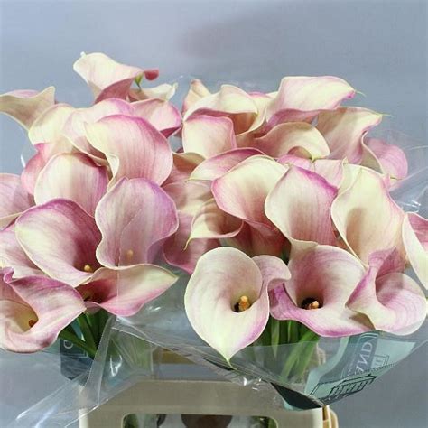 CALLA LILY PINK MELODY 55cm Wholesale Dutch Flowers Florist Supplies UK