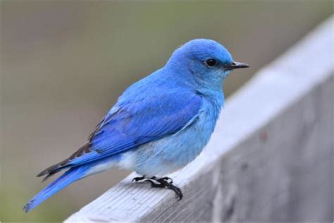 Mountain Bluebird Facts Anatomy Diet Habitat Behavior Animals Time