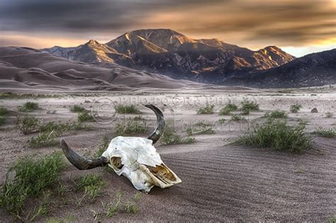 Skull In The Desert A Cattle Skull Bleached In The Sun At Flickr