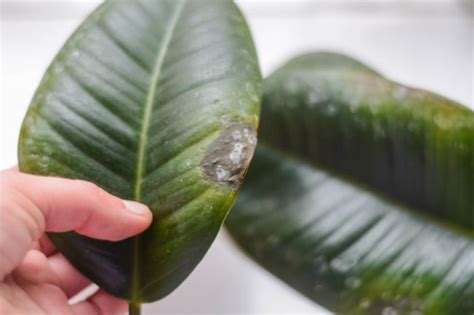 Why Are My Rubber Plant Leaves Turning Brown Smart Garden Guide