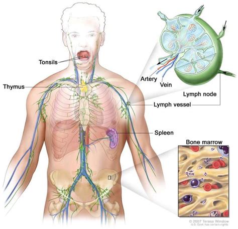 Lymphatic System Flows In Lymphatic System Lymph Nodes Lymph Vessels