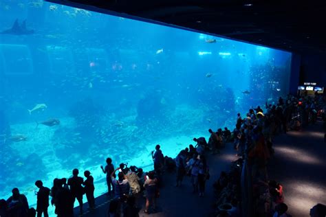 Largest And Best Aquariums In The World 2018 Top 10 Aquariums