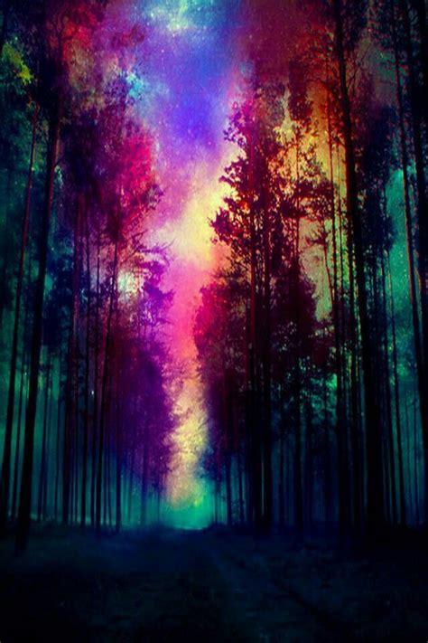 Colorful Forest Nature Photography Magical Forest Scenery