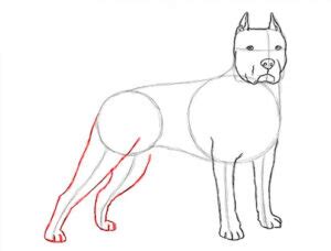 Cómo dibujar un perro Pitbull paso a paso a lápiz 2021
