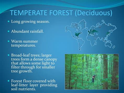 Temperate Deciduous Forest Understanding The Effects Of