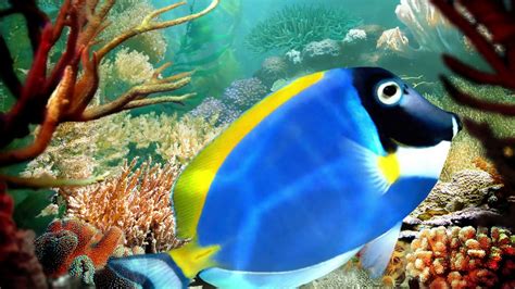 Coral Reef With Tropical Fish 🐟🐠 1 Hr ⭐ Relax Music Youtube