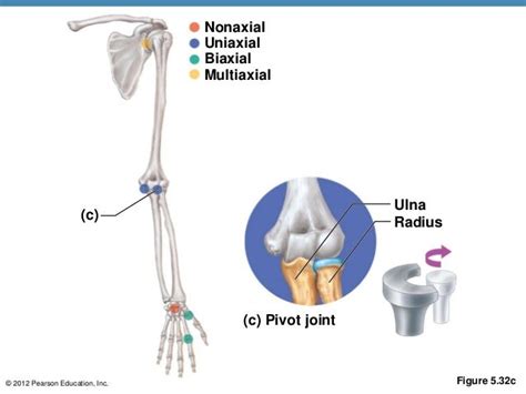 Uniaxial Biaxial Multiaxial Joints Hunter 2019 Notes And Things