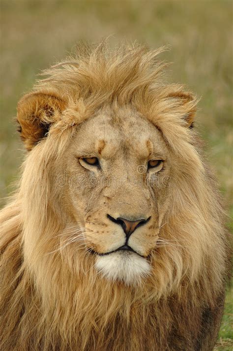 110 African Head Lion Male Free Stock Photos Stockfreeimages Page 3