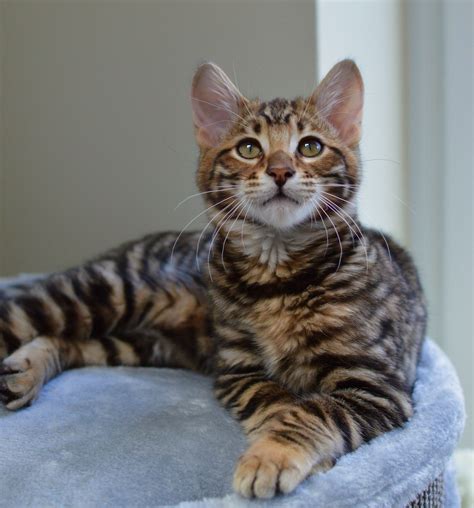 Male Toyger Kitten ‘mini Tiger Toyger Kitten Toyger Cat Cat Breeds