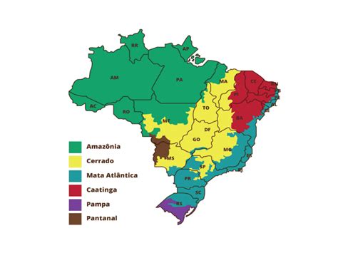 Biomas Brasileiros Resumo Mapa Quais So Tipos Fauna Images And Photos