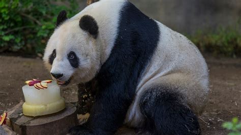San Diego Zoo Giant Panda Turns 24
