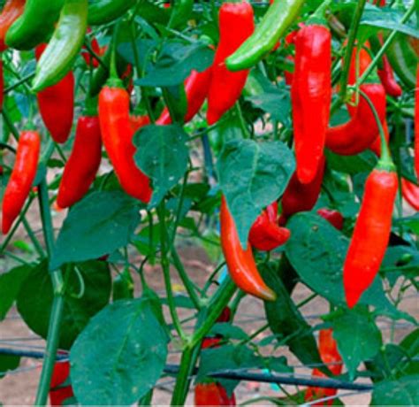 Grow Your Own Chilli Pepper Aji Delight 20 Seeds Zero Waste Shop