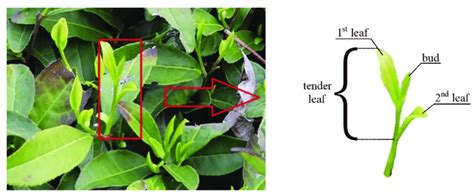 Image Of Tea Tree In Tea Plantation And Schematic Diagram Of Tender