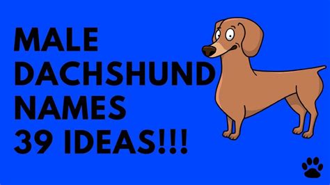 Male Dachshund Names 39 Very Best Ideas Names