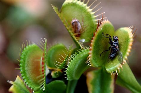 Nandankanan All Set To Become First In India To Have Carnivorous Plants