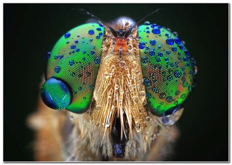Macroscopic Photography Of Insects Gallery Ebaums World