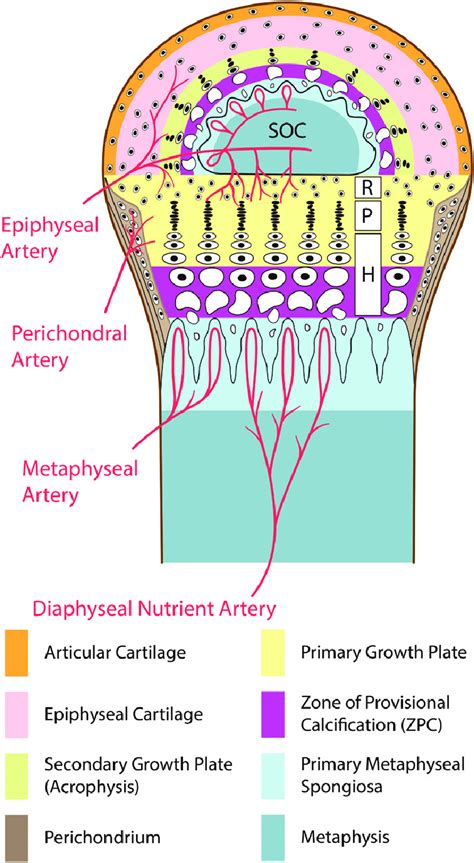 Long bone diagram labeled colored of picture diagrams. Drawing illustrates the anatomy at the end of a long bone (not drawn to... | Download Scientific ...