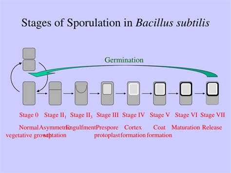 Ppt Stages Of Sporulation In Bacillus Subtilis Powerpoint