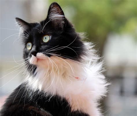 Tuxedo Manx Cat
