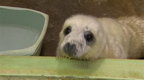 Six Seal Pups Are Recovering After Being Rescued After Storm Cbbc