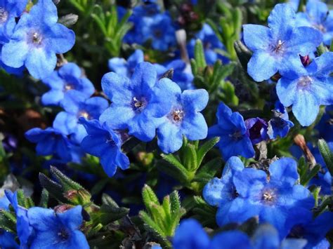Lithodora Diffusa Heavenly Blue 1tr Pots Meredith Nurseries