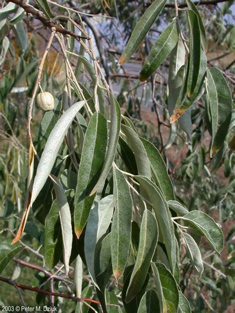 It was introduced into the united. Elaeagnus angustifolia (Russian Olive): Minnesota Wildflowers