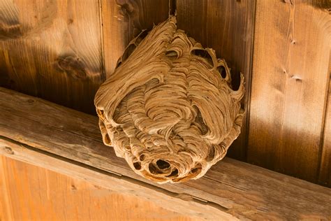 Big Wasps Nest Photos